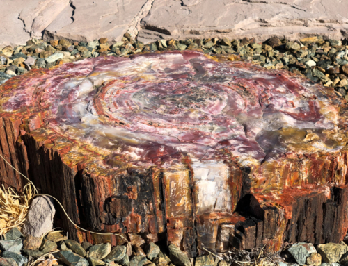 The Beauty Within the Petrified Forest National Park